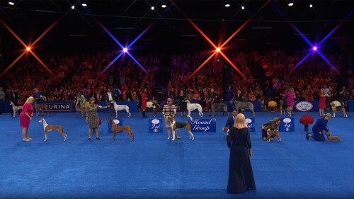 赛事转播权销售